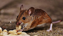 24 Hour & Emergency Exterminators in Roseboro, NC